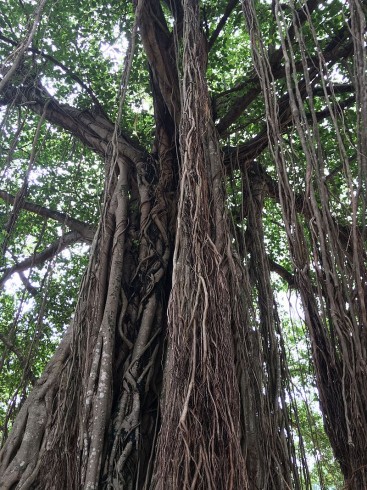 Ficus_benghalensis_@_Kodungallur_India_01.jpg