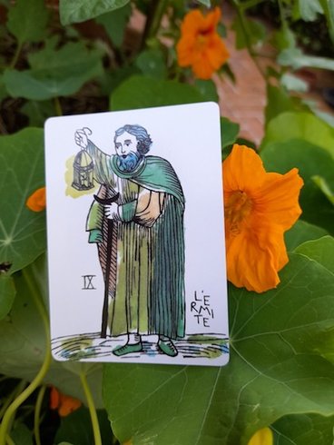 The Hermit sitting in some nasturtiums.