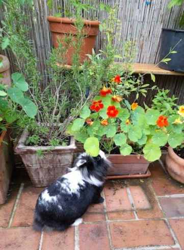 bunny nasturtiums.jpg