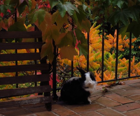 My pet Bunny on the balcony