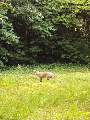 The fox in my garden just now.