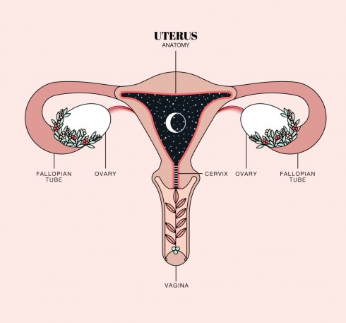 Duvet-Days_Anatomy-Illustrations_Uterus.jpg